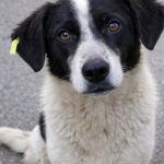Cane randagio segue una persona per ore: Simba viene adottato e trova casa