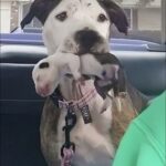 Salvata dalla strada in condizioni disperate, dà alla luce un cucciolo