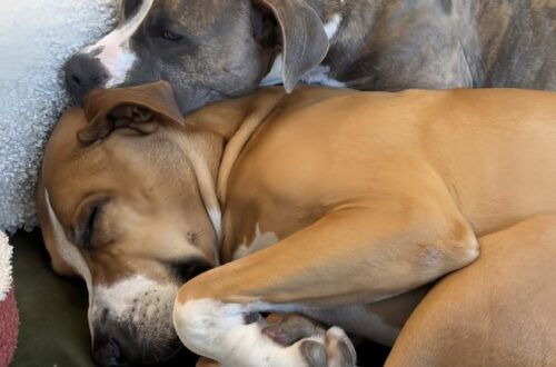 Due cuccioli chiusi in un contenitore nel gelo, salvati dopo ore di agonia Elsa e Olaf erano stati abbandonati in un parcheggio Walmart. Il veterinario aveva dato loro solo il 30% di possibilità di sopravvivere. I rumori provenivano da un contenitore di plastica sigillato, lasciato in un parcheggio Walmart nel pieno dell’inverno. Una cliente, insospettita dai graffi, ha sollevato il coperchio e ha trovato due cuccioli di Pitbull blue merle in condizioni critiche. Avevano circa quattro mesi. Respiravano con difficoltà, erano disidratati e la temperatura corporea era scesa pericolosamente. Entrambi presentavano una grave infezione alle vie respiratorie superiori, mai curata. Le secrezioni avevano completamente incollato le palpebre. Il ritrovamento è avvenuto a gennaio, dopo che qualcuno li aveva chiusi nel contenitore e abbandonati al freddo. Elsa e Olaf ricoverati in condizioni disperate I due cuccioli sono stati trasferiti immediatamente in una struttura veterinaria d’urgenza. Dopo i primi accertamenti, il medico ha stimato al 30% le loro possibilità di sopravvivenza. L’associazione che li aveva presi in carico non disponeva di una sistemazione adeguata. Serviva uno stallo immediato, con una persona pronta a seguirli giorno e notte durante la fase più delicata. Una volontaria ha deciso di accoglierli nel proprio appartamento. Li ha chiamati Elsa e Olaf, in riferimento al gelo al quale erano riusciti a resistere. Per le prime due settimane, la donna ha dormito sul pavimento del bagno accanto a loro. L’umidificatore è rimasto acceso senza interruzioni, mentre gli occhi dei cuccioli venivano puliti ogni poche ore. Non riuscendo ad alimentarsi autonomamente, ricevevano elettroliti attraverso una siringa e latte artificiale. L’intero appartamento era stato trasformato in uno spazio per la loro convalescenza. La ripresa dopo due settimane di cure Elsa è stata la prima a mostrare segnali di miglioramento. Ha iniziato a respirare con meno difficoltà, ad aprire gli occhi e a reagire alla presenza della volontaria. Olaf, più debilitato, ha impiegato più tempo. Per diversi giorni le sue condizioni sono rimaste instabili e il cucciolo continuava ad avere scarso appetito. La svolta è arrivata una mattina. Gli occhi erano finalmente puliti e il cane si è avvicinato alla ciotola, mangiando da solo un’intera porzione di crocchette. Da quel momento, anche Olaf ha iniziato a recuperare peso ed energie. I due cuccioli, inizialmente quasi immobili, sono tornati progressivamente a giocare, correre e cercare il contatto. Sette mesi dopo il ritrovamento Sono trascorsi sette mesi dall’abbandono nel parcheggio. Oggi Elsa pesa quasi 22 chili. È vivace, rumorosa e mantiene il caratteristico mantello blu marmorizzato. Olaf ha raggiunto circa 24 chili ed è diventato un cane affettuoso e robusto, anche se continua ad avere paura dell’aspirapolvere. Entrambi vivono con la donna che li aveva accolti durante l’emergenza. Quella che doveva essere una sistemazione temporanea si è trasformata in un’adozione definitiva. I due cuccioli che il veterinario considerava in grave pericolo hanno superato l’ipotermia, la disidratazione e le infezioni respiratorie. Dopo essere stati abbandonati in un contenitore sigillato, hanno trovato una casa stabile e sono rimasti insieme.