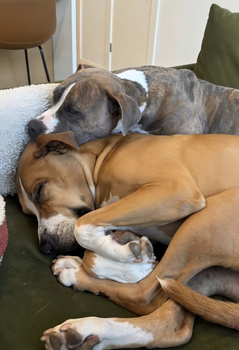 Due cuccioli chiusi in un contenitore nel gelo, salvati dopo ore di agonia Elsa e Olaf erano stati abbandonati in un parcheggio Walmart. Il veterinario aveva dato loro solo il 30% di possibilità di sopravvivere. I rumori provenivano da un contenitore di plastica sigillato, lasciato in un parcheggio Walmart nel pieno dell’inverno. Una cliente, insospettita dai graffi, ha sollevato il coperchio e ha trovato due cuccioli di Pitbull blue merle in condizioni critiche. Avevano circa quattro mesi. Respiravano con difficoltà, erano disidratati e la temperatura corporea era scesa pericolosamente. Entrambi presentavano una grave infezione alle vie respiratorie superiori, mai curata. Le secrezioni avevano completamente incollato le palpebre. Il ritrovamento è avvenuto a gennaio, dopo che qualcuno li aveva chiusi nel contenitore e abbandonati al freddo. Elsa e Olaf ricoverati in condizioni disperate I due cuccioli sono stati trasferiti immediatamente in una struttura veterinaria d’urgenza. Dopo i primi accertamenti, il medico ha stimato al 30% le loro possibilità di sopravvivenza. L’associazione che li aveva presi in carico non disponeva di una sistemazione adeguata. Serviva uno stallo immediato, con una persona pronta a seguirli giorno e notte durante la fase più delicata. Una volontaria ha deciso di accoglierli nel proprio appartamento. Li ha chiamati Elsa e Olaf, in riferimento al gelo al quale erano riusciti a resistere. Per le prime due settimane, la donna ha dormito sul pavimento del bagno accanto a loro. L’umidificatore è rimasto acceso senza interruzioni, mentre gli occhi dei cuccioli venivano puliti ogni poche ore. Non riuscendo ad alimentarsi autonomamente, ricevevano elettroliti attraverso una siringa e latte artificiale. L’intero appartamento era stato trasformato in uno spazio per la loro convalescenza. La ripresa dopo due settimane di cure Elsa è stata la prima a mostrare segnali di miglioramento. Ha iniziato a respirare con meno difficoltà, ad aprire gli occhi e a reagire alla presenza della volontaria. Olaf, più debilitato, ha impiegato più tempo. Per diversi giorni le sue condizioni sono rimaste instabili e il cucciolo continuava ad avere scarso appetito. La svolta è arrivata una mattina. Gli occhi erano finalmente puliti e il cane si è avvicinato alla ciotola, mangiando da solo un’intera porzione di crocchette. Da quel momento, anche Olaf ha iniziato a recuperare peso ed energie. I due cuccioli, inizialmente quasi immobili, sono tornati progressivamente a giocare, correre e cercare il contatto. Sette mesi dopo il ritrovamento Sono trascorsi sette mesi dall’abbandono nel parcheggio. Oggi Elsa pesa quasi 22 chili. È vivace, rumorosa e mantiene il caratteristico mantello blu marmorizzato. Olaf ha raggiunto circa 24 chili ed è diventato un cane affettuoso e robusto, anche se continua ad avere paura dell’aspirapolvere. Entrambi vivono con la donna che li aveva accolti durante l’emergenza. Quella che doveva essere una sistemazione temporanea si è trasformata in un’adozione definitiva. I due cuccioli che il veterinario considerava in grave pericolo hanno superato l’ipotermia, la disidratazione e le infezioni respiratorie. Dopo essere stati abbandonati in un contenitore sigillato, hanno trovato una casa stabile e sono rimasti insieme.
