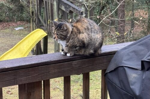Trova una gatta davanti a un ristorante e la porta a casa: otto anni dopo vivono ancora insieme La micia vagava da giorni vicino all’ingresso del locale. Nessun microchip e nessuna segnalazione: da allora è diventata parte della famiglia. Era andata in un ristorante messicano per mangiare, senza immaginare che quella serata avrebbe cambiato anche la sua vita quotidiana. Davanti all’ingresso del locale si aggirava una piccola gatta. Sembrava abituata a restare in quella zona e non si allontanava troppo dalla porta. La donna ha chiesto informazioni al ragazzo addetto all’accoglienza, che le ha spiegato come la micia fosse lì già da alcuni giorni. Nel frattempo, il personale aveva iniziato a darle qualcosa da mangiare, soprattutto pollo stufato. La gatta trovata davanti al ristorante Dopo aver saputo che nessuno sembrava occuparsi stabilmente dell’animale, la donna ha deciso di non lasciarla ancora fuori dal locale. L’ha presa con sé e l’ha portata a casa, ma prima di considerarla definitivamente parte della famiglia ha cercato di capire se appartenesse a qualcuno. Ha preparato volantini e li ha affissi nella zona del ritrovamento, lasciando i propri contatti nel caso un eventuale proprietario la stesse cercando. Per giorni, però, non è arrivata alcuna telefonata. La prudenza non si è fermata lì. Il controllo dal veterinario e la ricerca del proprietario La gatta è stata accompagnata anche dal veterinario per verificare la presenza di un microchip. Il controllo ha dato esito negativo. Non c’erano quindi elementi utili per risalire a una famiglia, né segnalazioni che potessero far pensare a uno smarrimento recente. La donna ha voluto accertarsi fino in fondo di non portare via l’animale a qualcuno. Solo dopo aver atteso invano eventuali contatti, ha compreso che quella micia non aveva una casa alla quale tornare. A quel punto, il trasferimento nato come soluzione temporanea è diventato definitivo. Otto anni trascorsi nella stessa casa Da quel giorno sono passati otto anni. La gatta che un tempo gironzolava davanti al ristorante è ancora accanto alla persona che aveva scelto di fermarsi e occuparsi di lei. Nel tempo si è abituata alla casa, alle sue stanze e alle abitudini della nuova famiglia. Quella sera, iniziata con una cena, si è trasformata nell’inizio di una convivenza destinata a durare. Nessuno ha mai risposto ai volantini e nessun microchip ha permesso di individuare un precedente proprietario. La micia, però, aveva già trovato il posto in cui restare.
