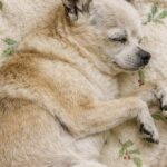 Nala, Chihuahua anziana passata da una famiglia all’altra, trova finalmente una casa stabile