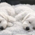 Due Bichon maltesi inseparabili lasciano insieme il rifugio: la coppia decide di adottarli entrambi