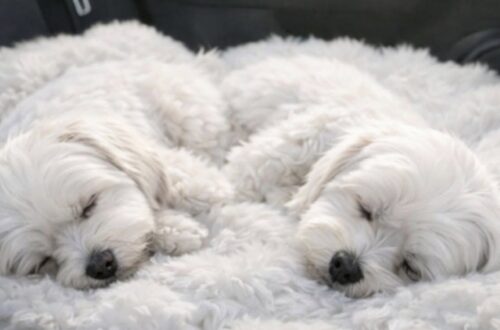 Arrivati nella struttura per adottare un solo cane, hanno cambiato idea davanti al legame tra i due animali.