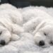 Arrivati nella struttura per adottare un solo cane, hanno cambiato idea davanti al legame tra i due animali.
