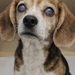 Beagle di 12 anni lasciata al rifugio trova casa con un’anziana donna