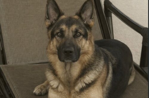 Un uomo le si è avvicinato urlando. A fermarlo è stato il cane, rimasto tra lei e l’aggressore fino alla fuga.