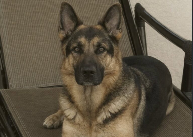 Un uomo le si è avvicinato urlando. A fermarlo è stato il cane, rimasto tra lei e l’aggressore fino alla fuga.