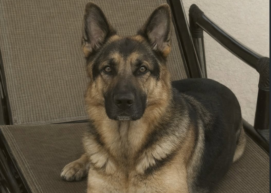 Un uomo le si è avvicinato urlando. A fermarlo è stato il cane, rimasto tra lei e l’aggressore fino alla fuga.