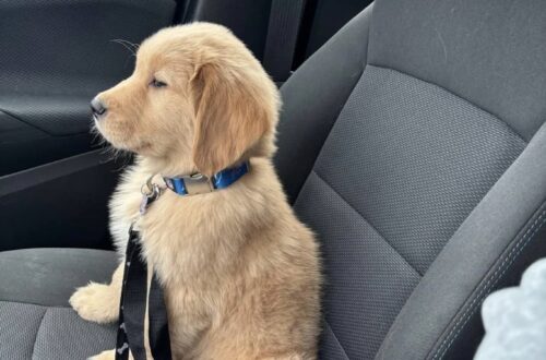 Adottato dopo anni di attesa, il cane non sa ancora che sta andando a casa Resta immobile in auto, con la testa bassa e lo sguardo spento. Non ha ancora capito che il rifugio è ormai alle sue spalle. Non ci sono salti, feste o scodinzolii durante il viaggio. Il cane rimane seduto con la testa abbassata, quasi senza muoversi, mentre l’auto si allontana dal rifugio. È stato appena adottato, ma sembra non essersene ancora reso conto. Il suo atteggiamento racconta la prudenza di un animale abituato ai cambiamenti, alle porte che si chiudono e alle persone che, prima o poi, vanno via. Probabilmente considera quel tragitto soltanto un altro trasferimento: una nuova struttura, una gabbia diversa o una sistemazione destinata a durare poco. La realtà, però, è un’altra. Quella macchina lo sta portando a casa. Il cane adottato teme un nuovo distacco Durante il percorso non cerca il contatto e non mostra curiosità per ciò che accade fuori dal finestrino. Rimane raccolto su se stesso, come se avesse imparato a non aspettarsi più nulla. La persona che lo ha scelto gli resta accanto senza costringerlo a reagire. Sa che non basteranno un collare nuovo, una carezza o una porta aperta per cancellare immediatamente ciò che il cane ha vissuto. La fiducia dovrà essere costruita attraverso gesti quotidiani, abitudini stabili e una presenza capace di rispettare i suoi tempi. Questa volta non ci sarà un ritorno al rifugio. Al termine del tragitto troverà un luogo preparato per lui, una cuccia e persone pronte a occuparsene. Lui, però, ancora non può saperlo. Una casa da imparare a conoscere I primi giorni potrebbero essere segnati dalla diffidenza. Ogni rumore, movimento o uscita dalla stanza potrà sembrare il segnale di un’altra separazione. La nuova famiglia ha deciso di non avere fretta. Il cane potrà osservare, esplorare e avvicinarsi soltanto quando si sentirà pronto. Con il passare del tempo comprenderà che la ciotola verrà riempita ogni giorno, che il suo posto resterà lì ad aspettarlo e che le persone uscite dalla porta torneranno. Non gli verrà chiesto di dimenticare. Gli sarà semplicemente mostrato che la sua vita può essere diversa. L’ultimo viaggio lontano dal rifugio Quando l’auto arriverà a destinazione, per il cane comincerà un percorso nuovo. Non entrerà in un’altra struttura e non dovrà prepararsi a un ulteriore addio. Quella sarà la sua casa. Forse serviranno giorni, settimane o mesi prima che riesca a dormire senza paura e ad affidarsi completamente alle persone che lo hanno accolto. Chi lo ha adottato è disposto ad aspettare. Il cane non sa ancora di essere stato scelto per sempre. Avrà tutto il tempo necessario per capirlo.