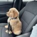 Adottato dopo anni di attesa, il cane non sa ancora che sta andando a casa Resta immobile in auto, con la testa bassa e lo sguardo spento. Non ha ancora capito che il rifugio è ormai alle sue spalle. Non ci sono salti, feste o scodinzolii durante il viaggio. Il cane rimane seduto con la testa abbassata, quasi senza muoversi, mentre l’auto si allontana dal rifugio. È stato appena adottato, ma sembra non essersene ancora reso conto. Il suo atteggiamento racconta la prudenza di un animale abituato ai cambiamenti, alle porte che si chiudono e alle persone che, prima o poi, vanno via. Probabilmente considera quel tragitto soltanto un altro trasferimento: una nuova struttura, una gabbia diversa o una sistemazione destinata a durare poco. La realtà, però, è un’altra. Quella macchina lo sta portando a casa. Il cane adottato teme un nuovo distacco Durante il percorso non cerca il contatto e non mostra curiosità per ciò che accade fuori dal finestrino. Rimane raccolto su se stesso, come se avesse imparato a non aspettarsi più nulla. La persona che lo ha scelto gli resta accanto senza costringerlo a reagire. Sa che non basteranno un collare nuovo, una carezza o una porta aperta per cancellare immediatamente ciò che il cane ha vissuto. La fiducia dovrà essere costruita attraverso gesti quotidiani, abitudini stabili e una presenza capace di rispettare i suoi tempi. Questa volta non ci sarà un ritorno al rifugio. Al termine del tragitto troverà un luogo preparato per lui, una cuccia e persone pronte a occuparsene. Lui, però, ancora non può saperlo. Una casa da imparare a conoscere I primi giorni potrebbero essere segnati dalla diffidenza. Ogni rumore, movimento o uscita dalla stanza potrà sembrare il segnale di un’altra separazione. La nuova famiglia ha deciso di non avere fretta. Il cane potrà osservare, esplorare e avvicinarsi soltanto quando si sentirà pronto. Con il passare del tempo comprenderà che la ciotola verrà riempita ogni giorno, che il suo posto resterà lì ad aspettarlo e che le persone uscite dalla porta torneranno. Non gli verrà chiesto di dimenticare. Gli sarà semplicemente mostrato che la sua vita può essere diversa. L’ultimo viaggio lontano dal rifugio Quando l’auto arriverà a destinazione, per il cane comincerà un percorso nuovo. Non entrerà in un’altra struttura e non dovrà prepararsi a un ulteriore addio. Quella sarà la sua casa. Forse serviranno giorni, settimane o mesi prima che riesca a dormire senza paura e ad affidarsi completamente alle persone che lo hanno accolto. Chi lo ha adottato è disposto ad aspettare. Il cane non sa ancora di essere stato scelto per sempre. Avrà tutto il tempo necessario per capirlo.