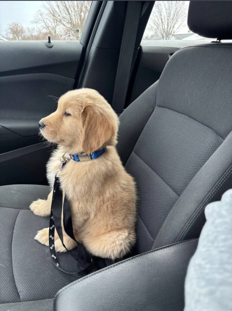 Adottato dopo anni di attesa, il cane non sa ancora che sta andando a casa Resta immobile in auto, con la testa bassa e lo sguardo spento. Non ha ancora capito che il rifugio è ormai alle sue spalle. Non ci sono salti, feste o scodinzolii durante il viaggio. Il cane rimane seduto con la testa abbassata, quasi senza muoversi, mentre l’auto si allontana dal rifugio. È stato appena adottato, ma sembra non essersene ancora reso conto. Il suo atteggiamento racconta la prudenza di un animale abituato ai cambiamenti, alle porte che si chiudono e alle persone che, prima o poi, vanno via. Probabilmente considera quel tragitto soltanto un altro trasferimento: una nuova struttura, una gabbia diversa o una sistemazione destinata a durare poco. La realtà, però, è un’altra. Quella macchina lo sta portando a casa. Il cane adottato teme un nuovo distacco Durante il percorso non cerca il contatto e non mostra curiosità per ciò che accade fuori dal finestrino. Rimane raccolto su se stesso, come se avesse imparato a non aspettarsi più nulla. La persona che lo ha scelto gli resta accanto senza costringerlo a reagire. Sa che non basteranno un collare nuovo, una carezza o una porta aperta per cancellare immediatamente ciò che il cane ha vissuto. La fiducia dovrà essere costruita attraverso gesti quotidiani, abitudini stabili e una presenza capace di rispettare i suoi tempi. Questa volta non ci sarà un ritorno al rifugio. Al termine del tragitto troverà un luogo preparato per lui, una cuccia e persone pronte a occuparsene. Lui, però, ancora non può saperlo. Una casa da imparare a conoscere I primi giorni potrebbero essere segnati dalla diffidenza. Ogni rumore, movimento o uscita dalla stanza potrà sembrare il segnale di un’altra separazione. La nuova famiglia ha deciso di non avere fretta. Il cane potrà osservare, esplorare e avvicinarsi soltanto quando si sentirà pronto. Con il passare del tempo comprenderà che la ciotola verrà riempita ogni giorno, che il suo posto resterà lì ad aspettarlo e che le persone uscite dalla porta torneranno. Non gli verrà chiesto di dimenticare. Gli sarà semplicemente mostrato che la sua vita può essere diversa. L’ultimo viaggio lontano dal rifugio Quando l’auto arriverà a destinazione, per il cane comincerà un percorso nuovo. Non entrerà in un’altra struttura e non dovrà prepararsi a un ulteriore addio. Quella sarà la sua casa. Forse serviranno giorni, settimane o mesi prima che riesca a dormire senza paura e ad affidarsi completamente alle persone che lo hanno accolto. Chi lo ha adottato è disposto ad aspettare. Il cane non sa ancora di essere stato scelto per sempre. Avrà tutto il tempo necessario per capirlo.