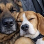 Va al rifugio per adottare una Pastore Tedesco, ma torna a casa con due cani inseparabili