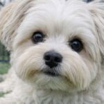 Milo positivo al cimurro: il piccolo Bichon Havanais lotta contro il virus