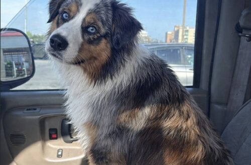 Il cane, arrivato in struttura denutrito e disorientato, era stato tenuto fuori al freddo. Nove mesi dopo vive in casa con la famiglia che lo ha adottato.