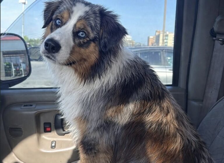 Il cane, arrivato in struttura denutrito e disorientato, era stato tenuto fuori al freddo. Nove mesi dopo vive in casa con la famiglia che lo ha adottato.