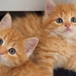Salva un gattino durante una passeggiata, poi ritrova anche il fratellino