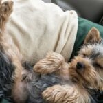 Alla fiera scelgono il cucciolo più tranquillo: il piccolo Yorkshire trova casa