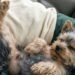Ignorato perché poco vivace, il cucciolo si è avvicinato senza esitazioni alla coppia che ha poi deciso di adottarlo.
