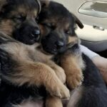 Due cuccioli di pastore tedesco adottati insieme dopo la morte della madre