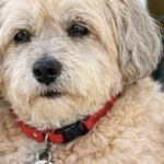 Bichon havanais anziano destinato alla soppressione viene adottato poche ore prima