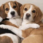 Oliver e Nino adottati insieme: un mese dopo dormono stretti nello stesso cestino