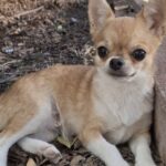 Chihuahua incontrato ogni mattina sulla strada per la scuola viene adottato