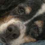 Coco muore dopo una notte dal veterinario: il dolore per l’addio al Bovaro del Bernese