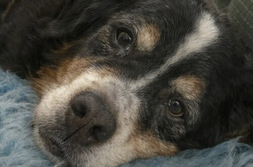 Coco muore dopo una notte dal veterinario: il dolore per l’addio al Bovaro del Bernese La cagnolina era ricoverata sotto osservazione e sottoposta alle cure necessarie. Il suo organismo, però, non ha retto. La telefonata del veterinario è arrivata poco fa. Coco, un anziano Bovaro del Bernese, non è riuscita a superare la notte trascorsa in osservazione e si è spenta nonostante le terapie ricevute. La cagnolina era stata affidata alla struttura veterinaria e collegata a una flebo. Le sue condizioni richiedevano assistenza continua e cure mirate per aiutarla a respirare meglio. Il suo corpo, ormai molto provato, non ha però risposto ai trattamenti. Secondo quanto riferito dal veterinario, Coco è morta serenamente. Coco ricoverata durante la notte La decisione di lasciarla in osservazione era stata presa nella speranza che le cure potessero stabilizzarla. Il peggioramento delle condizioni respiratorie aveva reso necessario il ricovero e il monitoraggio costante. Al mattino è arrivata la comunicazione che nessun proprietario vorrebbe ricevere. La donna si è quindi messa in viaggio per raggiungere la clinica e riprendere il corpo della sua cagnolina. Il dolore ha reso difficile anche il tragitto in auto. Guardando le fotografie di Coco, la sua proprietaria continua a rivederne il muso ormai invecchiato e i gesti che avevano accompagnato la loro vita insieme. Sette anni trascorsi accanto al Bovaro del Bernese Per sette anni Coco è stata una presenza costante. La sua coda in movimento, il modo in cui cercava la voce della proprietaria e le piccole abitudini quotidiane avevano costruito un legame profondo. Ora la casa appare improvvisamente vuota e silenziosa. La sua assenza si avverte negli spazi in cui riposava e nei momenti della giornata in cui era solita cercare compagnia. Alla sofferenza per la perdita si accompagna almeno la consapevolezza che la cagnolina non debba più affrontare il dolore e la fatica degli ultimi giorni. Il vuoto lasciato da Coco La morte di un animale con cui si è condivisa una parte importante della propria vita può interrompere abitudini, ritmi e riferimenti costruiti nel tempo. Per la sua famiglia, Coco non era soltanto un cane, ma una presenza capace di offrire affetto e compagnia. Il ricordo resterà legato agli anni trascorsi insieme e ai gesti semplici che avevano reso speciale quel rapporto.
