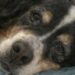 Coco muore dopo una notte dal veterinario: il dolore per l’addio al Bovaro del Bernese La cagnolina era ricoverata sotto osservazione e sottoposta alle cure necessarie. Il suo organismo, però, non ha retto. La telefonata del veterinario è arrivata poco fa. Coco, un anziano Bovaro del Bernese, non è riuscita a superare la notte trascorsa in osservazione e si è spenta nonostante le terapie ricevute. La cagnolina era stata affidata alla struttura veterinaria e collegata a una flebo. Le sue condizioni richiedevano assistenza continua e cure mirate per aiutarla a respirare meglio. Il suo corpo, ormai molto provato, non ha però risposto ai trattamenti. Secondo quanto riferito dal veterinario, Coco è morta serenamente. Coco ricoverata durante la notte La decisione di lasciarla in osservazione era stata presa nella speranza che le cure potessero stabilizzarla. Il peggioramento delle condizioni respiratorie aveva reso necessario il ricovero e il monitoraggio costante. Al mattino è arrivata la comunicazione che nessun proprietario vorrebbe ricevere. La donna si è quindi messa in viaggio per raggiungere la clinica e riprendere il corpo della sua cagnolina. Il dolore ha reso difficile anche il tragitto in auto. Guardando le fotografie di Coco, la sua proprietaria continua a rivederne il muso ormai invecchiato e i gesti che avevano accompagnato la loro vita insieme. Sette anni trascorsi accanto al Bovaro del Bernese Per sette anni Coco è stata una presenza costante. La sua coda in movimento, il modo in cui cercava la voce della proprietaria e le piccole abitudini quotidiane avevano costruito un legame profondo. Ora la casa appare improvvisamente vuota e silenziosa. La sua assenza si avverte negli spazi in cui riposava e nei momenti della giornata in cui era solita cercare compagnia. Alla sofferenza per la perdita si accompagna almeno la consapevolezza che la cagnolina non debba più affrontare il dolore e la fatica degli ultimi giorni. Il vuoto lasciato da Coco La morte di un animale con cui si è condivisa una parte importante della propria vita può interrompere abitudini, ritmi e riferimenti costruiti nel tempo. Per la sua famiglia, Coco non era soltanto un cane, ma una presenza capace di offrire affetto e compagnia. Il ricordo resterà legato agli anni trascorsi insieme e ai gesti semplici che avevano reso speciale quel rapporto.