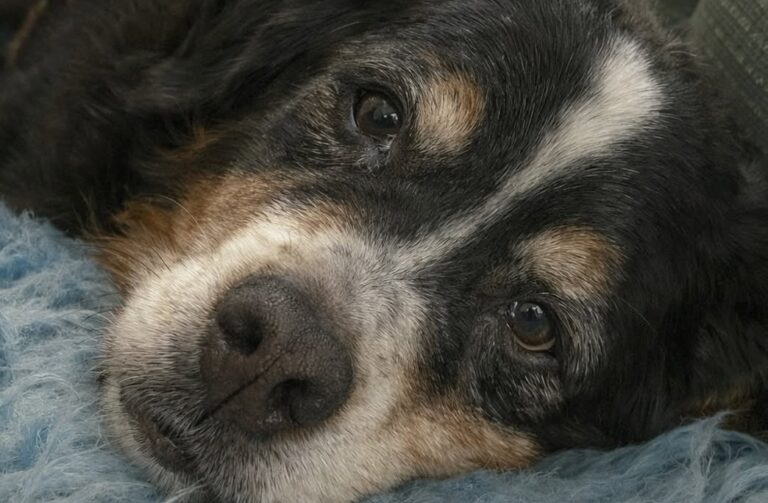 Coco muore dopo una notte dal veterinario: il dolore per l’addio al Bovaro del Bernese La cagnolina era ricoverata sotto osservazione e sottoposta alle cure necessarie. Il suo organismo, però, non ha retto. La telefonata del veterinario è arrivata poco fa. Coco, un anziano Bovaro del Bernese, non è riuscita a superare la notte trascorsa in osservazione e si è spenta nonostante le terapie ricevute. La cagnolina era stata affidata alla struttura veterinaria e collegata a una flebo. Le sue condizioni richiedevano assistenza continua e cure mirate per aiutarla a respirare meglio. Il suo corpo, ormai molto provato, non ha però risposto ai trattamenti. Secondo quanto riferito dal veterinario, Coco è morta serenamente. Coco ricoverata durante la notte La decisione di lasciarla in osservazione era stata presa nella speranza che le cure potessero stabilizzarla. Il peggioramento delle condizioni respiratorie aveva reso necessario il ricovero e il monitoraggio costante. Al mattino è arrivata la comunicazione che nessun proprietario vorrebbe ricevere. La donna si è quindi messa in viaggio per raggiungere la clinica e riprendere il corpo della sua cagnolina. Il dolore ha reso difficile anche il tragitto in auto. Guardando le fotografie di Coco, la sua proprietaria continua a rivederne il muso ormai invecchiato e i gesti che avevano accompagnato la loro vita insieme. Sette anni trascorsi accanto al Bovaro del Bernese Per sette anni Coco è stata una presenza costante. La sua coda in movimento, il modo in cui cercava la voce della proprietaria e le piccole abitudini quotidiane avevano costruito un legame profondo. Ora la casa appare improvvisamente vuota e silenziosa. La sua assenza si avverte negli spazi in cui riposava e nei momenti della giornata in cui era solita cercare compagnia. Alla sofferenza per la perdita si accompagna almeno la consapevolezza che la cagnolina non debba più affrontare il dolore e la fatica degli ultimi giorni. Il vuoto lasciato da Coco La morte di un animale con cui si è condivisa una parte importante della propria vita può interrompere abitudini, ritmi e riferimenti costruiti nel tempo. Per la sua famiglia, Coco non era soltanto un cane, ma una presenza capace di offrire affetto e compagnia. Il ricordo resterà legato agli anni trascorsi insieme e ai gesti semplici che avevano reso speciale quel rapporto.