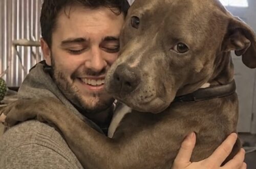 Il pitbull adottato cerca subito il contatto con il suo proprietario ogni volta che lo vede rientrare a casa.