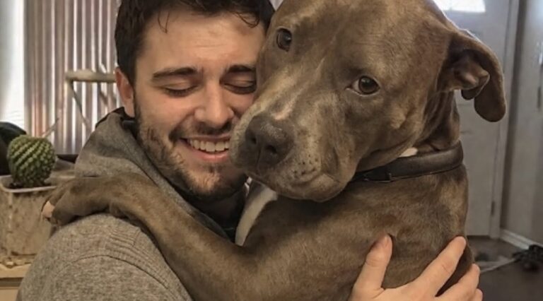 Il pitbull adottato cerca subito il contatto con il suo proprietario ogni volta che lo vede rientrare a casa.