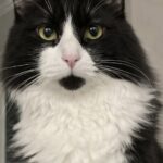 Gatto entra in casa da solo e non se ne va più: Leone diventa il quinto membro della famiglia