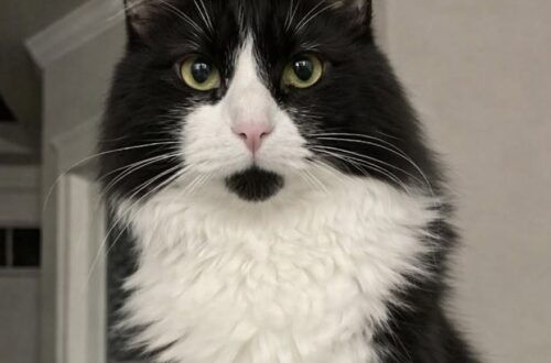 Un giovane gatto rosso e bianco si è presentato davanti alla porta di casa e, dopo visite e cure, è stato adottato definitivamente.