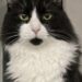 Un giovane gatto rosso e bianco si è presentato davanti alla porta di casa e, dopo visite e cure, è stato adottato definitivamente.