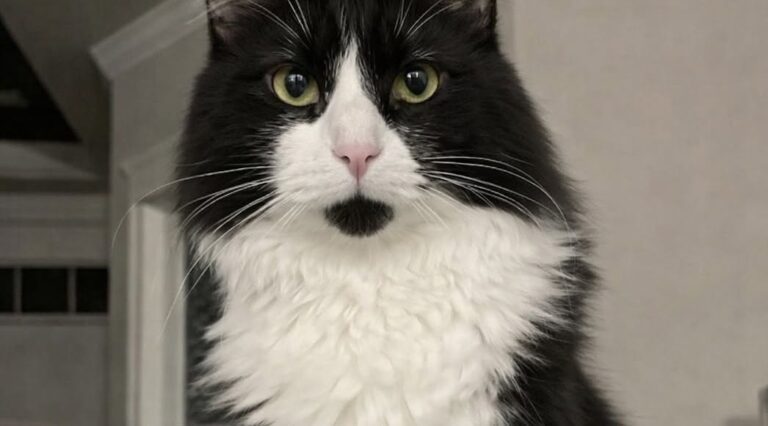 Un giovane gatto rosso e bianco si è presentato davanti alla porta di casa e, dopo visite e cure, è stato adottato definitivamente.