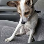 Adottato dopo una lunga attesa, il cane affronta in silenzio il viaggio verso casa