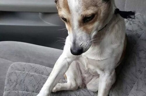 Adottato dopo una lunga attesa, il cane affronta in silenzio il viaggio verso casa Durante il tragitto resta con la testa bassa, convinto di essere diretto verso un altro rifugio. Questa volta, però, non tornerà indietro. È seduto in silenzio, con lo sguardo rivolto verso il basso e il corpo immobile. Non sa ancora che il viaggio appena iniziato sarà diverso da tutti quelli affrontati prima. Il cane è stato adottato, ma non sembra averlo compreso. Nel suo atteggiamento restano la prudenza e la paura di chi ha già conosciuto troppi cambiamenti. Per lui, quella macchina potrebbe essere soltanto il mezzo che lo porterà in un’altra struttura, in un’altra gabbia o davanti a persone destinate ad allontanarsi. Il cane adottato non sa ancora di avere una casa Durante il tragitto non mostra entusiasmo. Rimane composto, quasi rassegnato, come se avesse smesso di aspettarsi qualcosa di diverso. La persona seduta accanto a lui, però, conosce già la destinazione. Questa volta il cane non sarà riportato indietro. Non si tratta di un trasferimento temporaneo né di un’altra prova. Alla fine del viaggio troverà una casa, nuovi spazi da conoscere e una presenza pronta a occuparsi di lui ogni giorno. La fiducia, però, non arriverà subito. Dopo un passato segnato da separazioni e incertezze, anche una porta aperta può essere accolta con timore. Il tempo necessario per tornare a fidarsi La nuova famiglia ha deciso di non forzare il percorso. Il cane avrà tutto il tempo necessario per capire che non verrà lasciato di nuovo. All’inizio potrebbe restare sulle difensive, seguire ogni movimento o mostrare difficoltà nel rilassarsi. Serviranno una routine stabile, gesti ripetuti e una presenza costante. Poco alla volta potrà imparare che la ciotola sarà sempre piena, che il posto in cui dormirà sarà suo e che chi esce dalla porta tornerà. L’adozione è già avvenuta. Per il cane, invece, la consapevolezza di essere finalmente al sicuro comincerà solo nei prossimi giorni. Una nuova vita oltre l’ultima porta Al termine del tragitto non ci sarà un altro addio. Il cane entrerà in una casa dalla quale nessuno ha intenzione di mandarlo via. Quella che oggi interpreta come l’ennesima destinazione provvisoria sarà, invece, il luogo in cui potrà fermarsi. Ancora non lo sa, ma qualcuno lo ha scelto. E resterà accanto a lui finché non riuscirà a crederci.