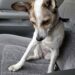 Adottato dopo una lunga attesa, il cane affronta in silenzio il viaggio verso casa Durante il tragitto resta con la testa bassa, convinto di essere diretto verso un altro rifugio. Questa volta, però, non tornerà indietro. È seduto in silenzio, con lo sguardo rivolto verso il basso e il corpo immobile. Non sa ancora che il viaggio appena iniziato sarà diverso da tutti quelli affrontati prima. Il cane è stato adottato, ma non sembra averlo compreso. Nel suo atteggiamento restano la prudenza e la paura di chi ha già conosciuto troppi cambiamenti. Per lui, quella macchina potrebbe essere soltanto il mezzo che lo porterà in un’altra struttura, in un’altra gabbia o davanti a persone destinate ad allontanarsi. Il cane adottato non sa ancora di avere una casa Durante il tragitto non mostra entusiasmo. Rimane composto, quasi rassegnato, come se avesse smesso di aspettarsi qualcosa di diverso. La persona seduta accanto a lui, però, conosce già la destinazione. Questa volta il cane non sarà riportato indietro. Non si tratta di un trasferimento temporaneo né di un’altra prova. Alla fine del viaggio troverà una casa, nuovi spazi da conoscere e una presenza pronta a occuparsi di lui ogni giorno. La fiducia, però, non arriverà subito. Dopo un passato segnato da separazioni e incertezze, anche una porta aperta può essere accolta con timore. Il tempo necessario per tornare a fidarsi La nuova famiglia ha deciso di non forzare il percorso. Il cane avrà tutto il tempo necessario per capire che non verrà lasciato di nuovo. All’inizio potrebbe restare sulle difensive, seguire ogni movimento o mostrare difficoltà nel rilassarsi. Serviranno una routine stabile, gesti ripetuti e una presenza costante. Poco alla volta potrà imparare che la ciotola sarà sempre piena, che il posto in cui dormirà sarà suo e che chi esce dalla porta tornerà. L’adozione è già avvenuta. Per il cane, invece, la consapevolezza di essere finalmente al sicuro comincerà solo nei prossimi giorni. Una nuova vita oltre l’ultima porta Al termine del tragitto non ci sarà un altro addio. Il cane entrerà in una casa dalla quale nessuno ha intenzione di mandarlo via. Quella che oggi interpreta come l’ennesima destinazione provvisoria sarà, invece, il luogo in cui potrà fermarsi. Ancora non lo sa, ma qualcuno lo ha scelto. E resterà accanto a lui finché non riuscirà a crederci.