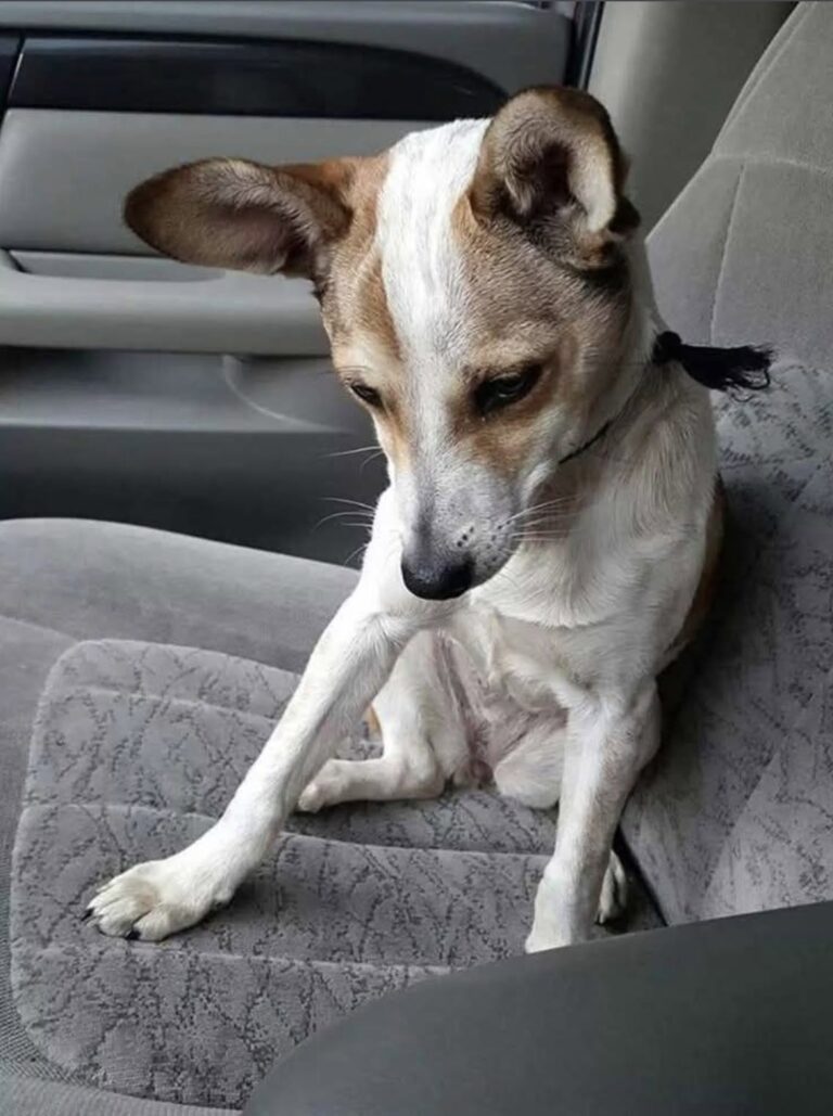Adottato dopo una lunga attesa, il cane affronta in silenzio il viaggio verso casa Durante il tragitto resta con la testa bassa, convinto di essere diretto verso un altro rifugio. Questa volta, però, non tornerà indietro. È seduto in silenzio, con lo sguardo rivolto verso il basso e il corpo immobile. Non sa ancora che il viaggio appena iniziato sarà diverso da tutti quelli affrontati prima. Il cane è stato adottato, ma non sembra averlo compreso. Nel suo atteggiamento restano la prudenza e la paura di chi ha già conosciuto troppi cambiamenti. Per lui, quella macchina potrebbe essere soltanto il mezzo che lo porterà in un’altra struttura, in un’altra gabbia o davanti a persone destinate ad allontanarsi. Il cane adottato non sa ancora di avere una casa Durante il tragitto non mostra entusiasmo. Rimane composto, quasi rassegnato, come se avesse smesso di aspettarsi qualcosa di diverso. La persona seduta accanto a lui, però, conosce già la destinazione. Questa volta il cane non sarà riportato indietro. Non si tratta di un trasferimento temporaneo né di un’altra prova. Alla fine del viaggio troverà una casa, nuovi spazi da conoscere e una presenza pronta a occuparsi di lui ogni giorno. La fiducia, però, non arriverà subito. Dopo un passato segnato da separazioni e incertezze, anche una porta aperta può essere accolta con timore. Il tempo necessario per tornare a fidarsi La nuova famiglia ha deciso di non forzare il percorso. Il cane avrà tutto il tempo necessario per capire che non verrà lasciato di nuovo. All’inizio potrebbe restare sulle difensive, seguire ogni movimento o mostrare difficoltà nel rilassarsi. Serviranno una routine stabile, gesti ripetuti e una presenza costante. Poco alla volta potrà imparare che la ciotola sarà sempre piena, che il posto in cui dormirà sarà suo e che chi esce dalla porta tornerà. L’adozione è già avvenuta. Per il cane, invece, la consapevolezza di essere finalmente al sicuro comincerà solo nei prossimi giorni. Una nuova vita oltre l’ultima porta Al termine del tragitto non ci sarà un altro addio. Il cane entrerà in una casa dalla quale nessuno ha intenzione di mandarlo via. Quella che oggi interpreta come l’ennesima destinazione provvisoria sarà, invece, il luogo in cui potrà fermarsi. Ancora non lo sa, ma qualcuno lo ha scelto. E resterà accanto a lui finché non riuscirà a crederci.