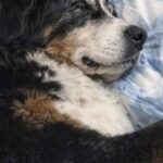 Luna, bovara del Bernese anziana, trova casa dopo due affidamenti falliti