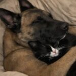 Malinois considerato pericoloso accoglie un gattino abbandonato e diventa il suo protettore