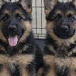 Va al rifugio per lasciare asciugamani e adotta due cuccioli di Pastore tedesco