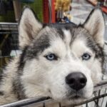 Viaggia per sette ore e adotta Koda, cane cresciuto per anni in rifugio