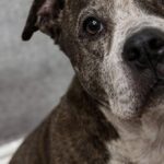 Ragnar, vecchio pitbull ferito e abbandonato, torna a camminare e trova una famiglia
