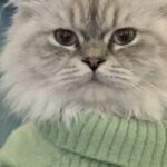 Gatto considerato ingestibile evita l’eutanasia e trova casa con un’operatrice del rifugio