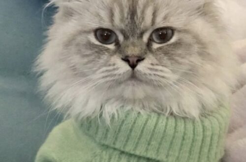 Gatto considerato ingestibile evita l’eutanasia e trova casa con un’operatrice del rifugio L’animale, descritto come aggressivo dagli ex proprietari, ha iniziato a fidarsi dopo ore di avvicinamento lento e senza forzature. Era arrivato in un rifugio comunale con un maglioncino verde troppo grande e un comportamento che aveva subito messo in difficoltà il personale. Il piccolo gatto restava immobile, nascosto contro una coperta, pronto a soffiare, ringhiare e graffiare al minimo tentativo di contatto. Gli ex proprietari lo avevano descritto con parole nette: «Odia tutto. Le persone, i bambini, gli altri animali.» Per una delle operatrici, però, quello non era odio. Era paura. Il gatto finito nella lista delle eutanasie Nel contesto del rifugio, tra poco tempo, spazi limitati e continui ingressi, l’animale risultava quasi impossibile da gestire. Ogni tentativo di avvicinamento si concludeva con una reazione difensiva. Il gatto teneva le orecchie tese, gli occhi spalancati e il corpo rigido. Non permetteva di essere toccato e sembrava vivere ogni presenza come una minaccia. Dopo diversi tentativi falliti, il suo nome era finito tra quelli destinati all’eutanasia. Non perché fosse stato ritenuto cattivo, ma perché nella struttura non si riusciva a garantire una gestione sicura. L’avvicinamento lento dell’operatrice Quella mattina, una donna che lavorava nel rifugio ha deciso di sedersi a distanza, all’altezza dei suoi occhi. Non ha cercato di afferrarlo e non ha insistito quando il gatto mostrava i denti. Ogni volta che lui reagiva, lei ritirava la mano e aspettava. Poi tornava più tardi, con la stessa voce e gli stessi movimenti lenti. Gli ha rivolto queste parole: «Piccolo tesoro… oggi hai il diritto di scegliere. O mi lasci toccarti, e ti porto via con me… oppure qui non potrò proteggerti. Non ti chiedo di amare. Ti chiedo solo… di provare.» Nel corso della giornata, le reazioni hanno iniziato a cambiare. I soffi si sono fatti meno frequenti, il corpo si è rilassato e il gatto ha tollerato per pochi secondi una mano appoggiata sul maglioncino verde. Il momento in cui ha scelto di fidarsi Più tardi, è stato il gatto ad avvicinarsi. Ha percorso lentamente la distanza che li separava e si è accoccolato contro la donna. Non è stato un gesto improvviso o spettacolare, ma il primo contatto volontario dopo ore di attesa. Per l’operatrice è bastato a prendere una decisione definitiva. Quello stesso giorno, il gatto ha lasciato il rifugio con lei, a poche ore dall’eutanasia. La nuova vita lontano dal rifugio Oggi vive in una casa e mostra un comportamento molto diverso da quello osservato al momento dell’ingresso. Continua ad avere bisogno di tempo, ma segue la sua nuova proprietaria, accetta il contatto e si avvicina spontaneamente. La definizione data dagli ex proprietari non sembra più descriverlo. Il gatto non mostrava ostilità indiscriminata: reagiva a un ambiente che percepiva come pericoloso. Il suo recupero è avvenuto attraverso pazienza, distanza rispettata e assenza di pressioni. Una gestione che ha permesso a un animale considerato ingestibile di trovare una sistemazione stabile.