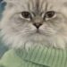 Gatto considerato ingestibile evita l’eutanasia e trova casa con un’operatrice del rifugio L’animale, descritto come aggressivo dagli ex proprietari, ha iniziato a fidarsi dopo ore di avvicinamento lento e senza forzature. Era arrivato in un rifugio comunale con un maglioncino verde troppo grande e un comportamento che aveva subito messo in difficoltà il personale. Il piccolo gatto restava immobile, nascosto contro una coperta, pronto a soffiare, ringhiare e graffiare al minimo tentativo di contatto. Gli ex proprietari lo avevano descritto con parole nette: «Odia tutto. Le persone, i bambini, gli altri animali.» Per una delle operatrici, però, quello non era odio. Era paura. Il gatto finito nella lista delle eutanasie Nel contesto del rifugio, tra poco tempo, spazi limitati e continui ingressi, l’animale risultava quasi impossibile da gestire. Ogni tentativo di avvicinamento si concludeva con una reazione difensiva. Il gatto teneva le orecchie tese, gli occhi spalancati e il corpo rigido. Non permetteva di essere toccato e sembrava vivere ogni presenza come una minaccia. Dopo diversi tentativi falliti, il suo nome era finito tra quelli destinati all’eutanasia. Non perché fosse stato ritenuto cattivo, ma perché nella struttura non si riusciva a garantire una gestione sicura. L’avvicinamento lento dell’operatrice Quella mattina, una donna che lavorava nel rifugio ha deciso di sedersi a distanza, all’altezza dei suoi occhi. Non ha cercato di afferrarlo e non ha insistito quando il gatto mostrava i denti. Ogni volta che lui reagiva, lei ritirava la mano e aspettava. Poi tornava più tardi, con la stessa voce e gli stessi movimenti lenti. Gli ha rivolto queste parole: «Piccolo tesoro… oggi hai il diritto di scegliere. O mi lasci toccarti, e ti porto via con me… oppure qui non potrò proteggerti. Non ti chiedo di amare. Ti chiedo solo… di provare.» Nel corso della giornata, le reazioni hanno iniziato a cambiare. I soffi si sono fatti meno frequenti, il corpo si è rilassato e il gatto ha tollerato per pochi secondi una mano appoggiata sul maglioncino verde. Il momento in cui ha scelto di fidarsi Più tardi, è stato il gatto ad avvicinarsi. Ha percorso lentamente la distanza che li separava e si è accoccolato contro la donna. Non è stato un gesto improvviso o spettacolare, ma il primo contatto volontario dopo ore di attesa. Per l’operatrice è bastato a prendere una decisione definitiva. Quello stesso giorno, il gatto ha lasciato il rifugio con lei, a poche ore dall’eutanasia. La nuova vita lontano dal rifugio Oggi vive in una casa e mostra un comportamento molto diverso da quello osservato al momento dell’ingresso. Continua ad avere bisogno di tempo, ma segue la sua nuova proprietaria, accetta il contatto e si avvicina spontaneamente. La definizione data dagli ex proprietari non sembra più descriverlo. Il gatto non mostrava ostilità indiscriminata: reagiva a un ambiente che percepiva come pericoloso. Il suo recupero è avvenuto attraverso pazienza, distanza rispettata e assenza di pressioni. Una gestione che ha permesso a un animale considerato ingestibile di trovare una sistemazione stabile.