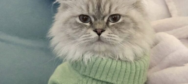Gatto considerato ingestibile evita l’eutanasia e trova casa con un’operatrice del rifugio L’animale, descritto come aggressivo dagli ex proprietari, ha iniziato a fidarsi dopo ore di avvicinamento lento e senza forzature. Era arrivato in un rifugio comunale con un maglioncino verde troppo grande e un comportamento che aveva subito messo in difficoltà il personale. Il piccolo gatto restava immobile, nascosto contro una coperta, pronto a soffiare, ringhiare e graffiare al minimo tentativo di contatto. Gli ex proprietari lo avevano descritto con parole nette: «Odia tutto. Le persone, i bambini, gli altri animali.» Per una delle operatrici, però, quello non era odio. Era paura. Il gatto finito nella lista delle eutanasie Nel contesto del rifugio, tra poco tempo, spazi limitati e continui ingressi, l’animale risultava quasi impossibile da gestire. Ogni tentativo di avvicinamento si concludeva con una reazione difensiva. Il gatto teneva le orecchie tese, gli occhi spalancati e il corpo rigido. Non permetteva di essere toccato e sembrava vivere ogni presenza come una minaccia. Dopo diversi tentativi falliti, il suo nome era finito tra quelli destinati all’eutanasia. Non perché fosse stato ritenuto cattivo, ma perché nella struttura non si riusciva a garantire una gestione sicura. L’avvicinamento lento dell’operatrice Quella mattina, una donna che lavorava nel rifugio ha deciso di sedersi a distanza, all’altezza dei suoi occhi. Non ha cercato di afferrarlo e non ha insistito quando il gatto mostrava i denti. Ogni volta che lui reagiva, lei ritirava la mano e aspettava. Poi tornava più tardi, con la stessa voce e gli stessi movimenti lenti. Gli ha rivolto queste parole: «Piccolo tesoro… oggi hai il diritto di scegliere. O mi lasci toccarti, e ti porto via con me… oppure qui non potrò proteggerti. Non ti chiedo di amare. Ti chiedo solo… di provare.» Nel corso della giornata, le reazioni hanno iniziato a cambiare. I soffi si sono fatti meno frequenti, il corpo si è rilassato e il gatto ha tollerato per pochi secondi una mano appoggiata sul maglioncino verde. Il momento in cui ha scelto di fidarsi Più tardi, è stato il gatto ad avvicinarsi. Ha percorso lentamente la distanza che li separava e si è accoccolato contro la donna. Non è stato un gesto improvviso o spettacolare, ma il primo contatto volontario dopo ore di attesa. Per l’operatrice è bastato a prendere una decisione definitiva. Quello stesso giorno, il gatto ha lasciato il rifugio con lei, a poche ore dall’eutanasia. La nuova vita lontano dal rifugio Oggi vive in una casa e mostra un comportamento molto diverso da quello osservato al momento dell’ingresso. Continua ad avere bisogno di tempo, ma segue la sua nuova proprietaria, accetta il contatto e si avvicina spontaneamente. La definizione data dagli ex proprietari non sembra più descriverlo. Il gatto non mostrava ostilità indiscriminata: reagiva a un ambiente che percepiva come pericoloso. Il suo recupero è avvenuto attraverso pazienza, distanza rispettata e assenza di pressioni. Una gestione che ha permesso a un animale considerato ingestibile di trovare una sistemazione stabile.